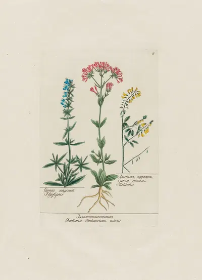 Hyssopus ; … Gentiana Centaurium minus ; … Melilotus by Petr Martynovich Gofman, 1797–1810 — digital art print download