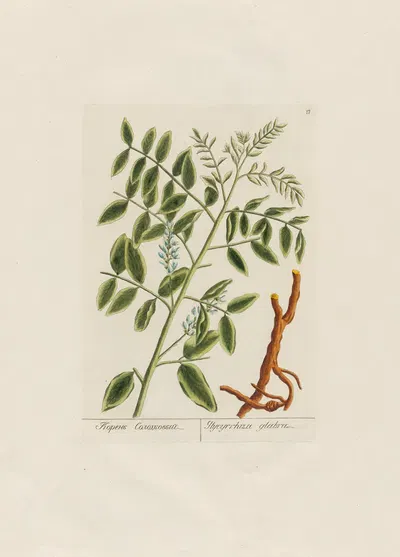 Glycyrrhiza glabra by Petr Martynovich Gofman, 1797–1810 — digital art print download