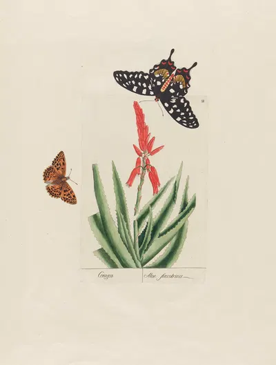 Aloe succotrina by Petr Martynovich Gofman, 1797–1810 — digital art print download
