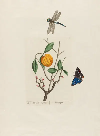 Cambogia by Petr Martynovich Gofman, 1797–1810 — digital art print download