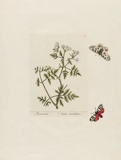Conium maculatum by Petr Martynovich Gofman, 1797–1810 — digital art print download