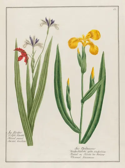 Iris Silvestris … [and] Iris Pseudoacorus by Petr Martynovich Gofman, 1797–1810 — digital art print download