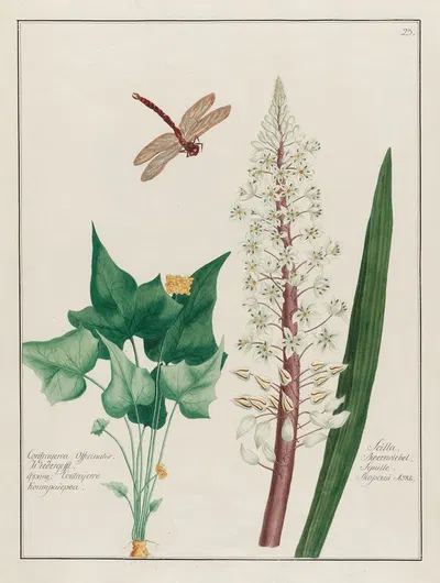 Contrayerva Officinalis … [and] Scilla by Petr Martynovich Gofman, 1797–1810 — digital art print download