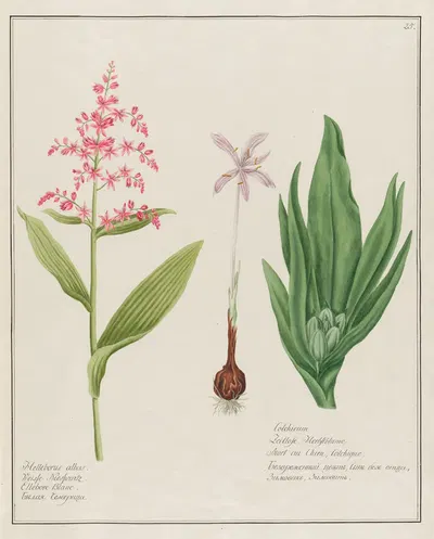 Helleborus albus … [and] Colchicum by Petr Martynovich Gofman, 1797–1810 — digital art print download