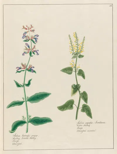 Salvia hortensis major. … [and] Salvia agrestis by Petr Martynovich Gofman, 1797–1810 — digital art print download
