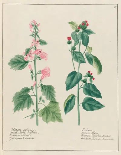 Althaea officinalis … [and] Bardana by Petr Martynovich Gofman, 1797–1810 — digital art print download