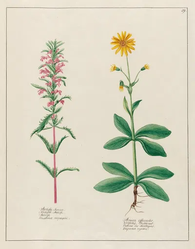 Melissa Turcica … [and] Arnica officinalis by Petr Martynovich Gofman, 1797–1810 — digital art print download
