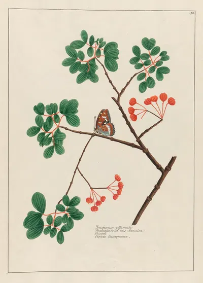 Guajacum officinale by Petr Martynovich Gofman, 1797–1810 — digital art print download