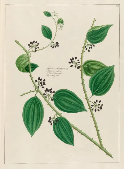Smilax Sassaparilla by Petr Martynovich Gofman, 1797–1810 — digital art print download