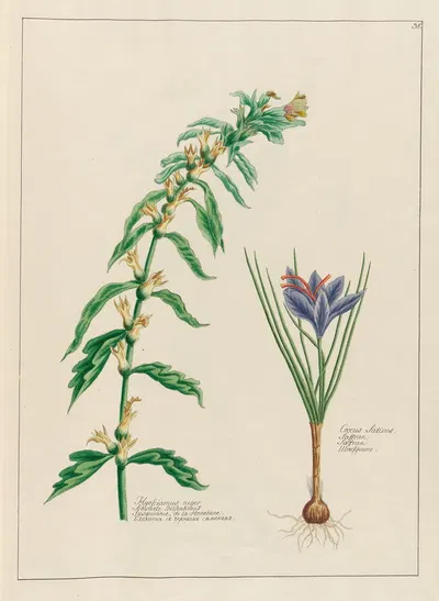 Hyosciamus niger … [and] Crocus Sativus by Petr Martynovich Gofman, 1797–1810 — digital art print download