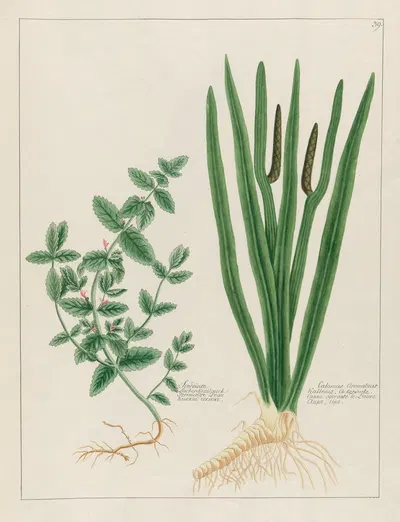 Scordium … [and] Calamus Aromaticus by Petr Martynovich Gofman, 1797–1810 — digital art print download