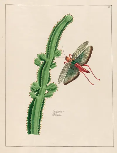 Euphorbium by Petr Martynovich Gofman, 1797–1810 — digital art print download