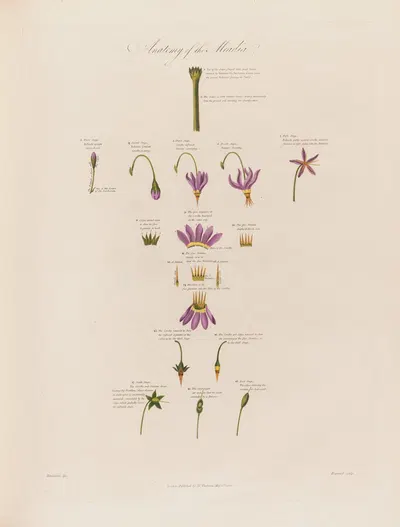 Anatomy of the Meadia by Robert John Thornton, 1799–1810 — digital art print download