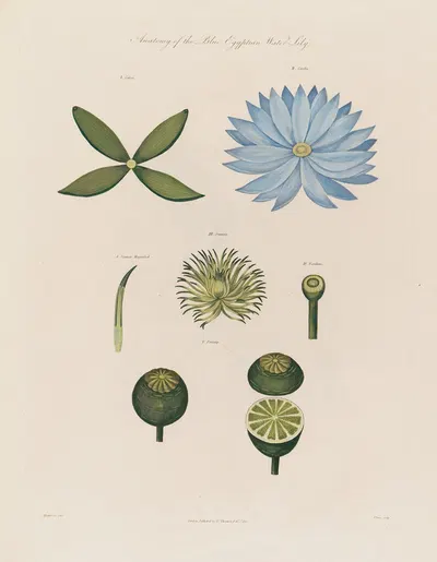 Anatomy of the blue Egyptian Water-Lily by Robert John Thornton, 1799–1810 — digital art print download