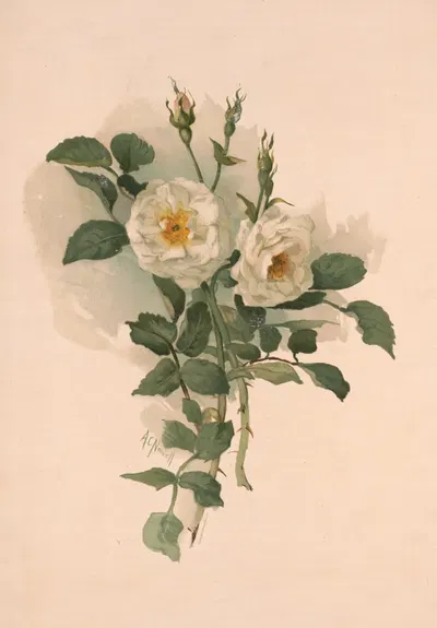 White roses on satin by Annie Nowell, 1890 — digital art print download