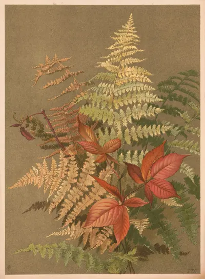 Autumn ferns by Ellen Fisher, 1887 — digital art print download