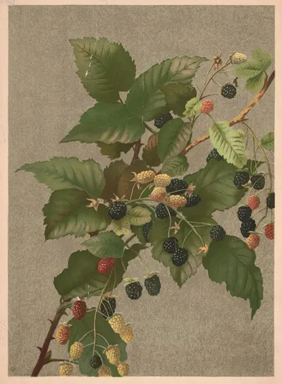 Blackberries by Ellen Fisher, 1887 — digital art print download