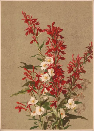 Cardinal flower by Ellen Fisher, 1886 — digital art print download
