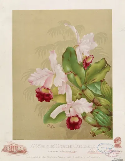 A whitehouse orchid by Г. Х. Бюк и Ко., 1892 — digital art print download