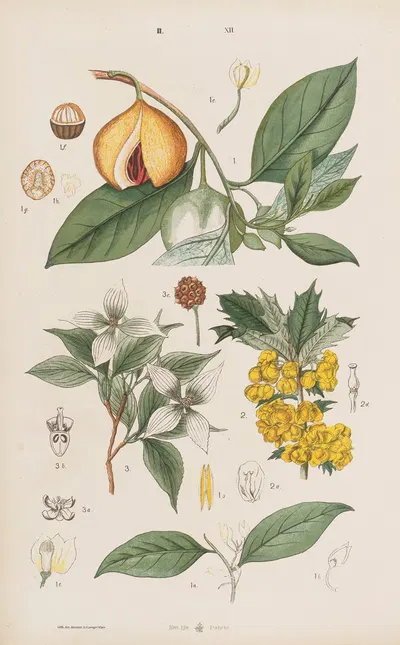 Wielki atlas do zoologii, botaniki i mineralogii Pl.084 by Gustav von Hayek, 1887 — digital art print download
