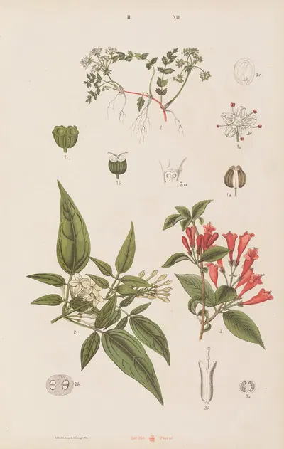 Wielki atlas do zoologii, botaniki i mineralogii Pl.085 by Gustav von Hayek, 1887 — digital art print download