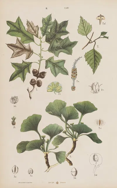 Wielki atlas do zoologii, botaniki i mineralogii Pl.096 by Gustav von Hayek, 1887 — digital art print download