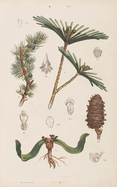 Wielki atlas do zoologii, botaniki i mineralogii Pl.097 by Gustav von Hayek, 1887 — digital art print download