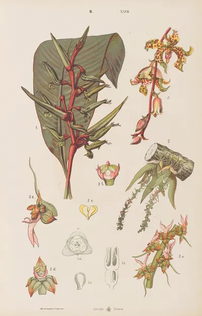 Wielki atlas do zoologii, botaniki i mineralogii Pl.099 by Gustav von Hayek, 1887 — digital art print download