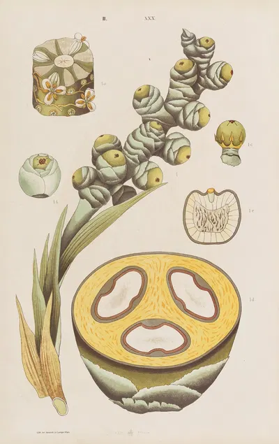Wielki atlas do zoologii, botaniki i mineralogii Pl.102 by Gustav von Hayek, 1887 — digital art print download