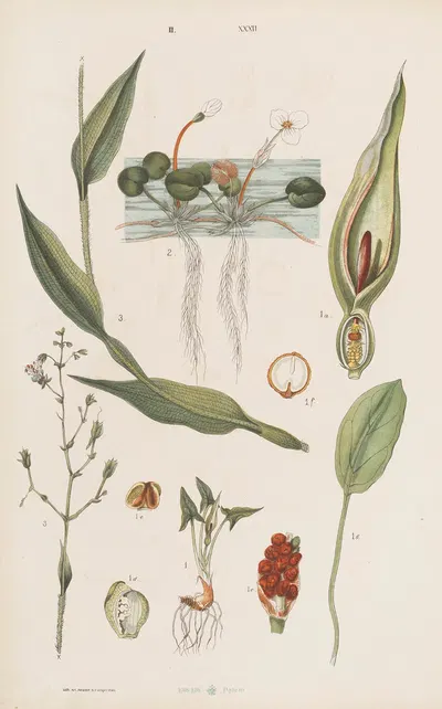 Wielki atlas do zoologii, botaniki i mineralogii Pl.104 by Gustav von Hayek, 1887 — digital art print download