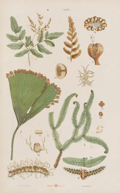 Wielki atlas do zoologii, botaniki i mineralogii Pl.108 by Gustav von Hayek, 1887 — digital art print download