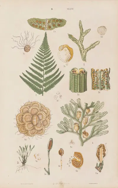 Wielki atlas do zoologii, botaniki i mineralogii Pl.109 by Gustav von Hayek, 1887 — digital art print download