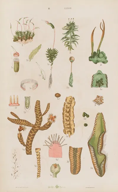 Wielki atlas do zoologii, botaniki i mineralogii Pl.110 by Gustav von Hayek, 1887 — digital art print download