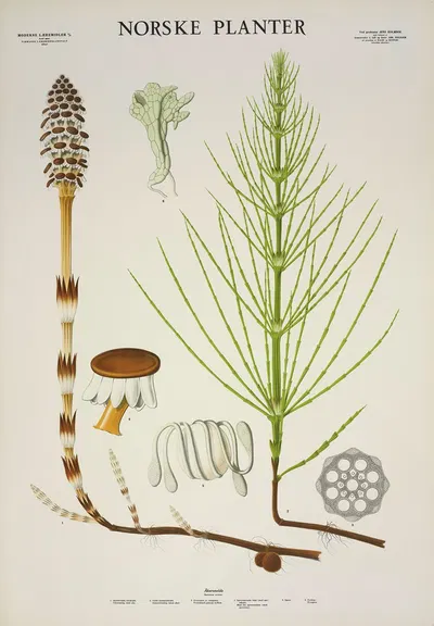 Åkersnelde by Parmanns Læremiddel-anstalt, 1930 — digital art print download