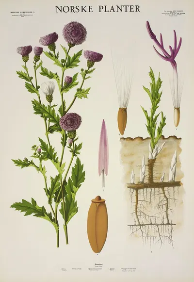 Åkertistel by Parmanns Læremiddel-anstalt, 1930 — digital art print download