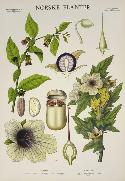 Belladonna – Villrot (bulmeurt) by Parmanns Læremiddel-anstalt, 1930 — digital art print download