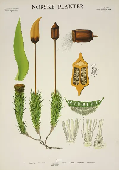 Bjørnemose by Parmanns Læremiddel-anstalt, 1930 — digital art print download
