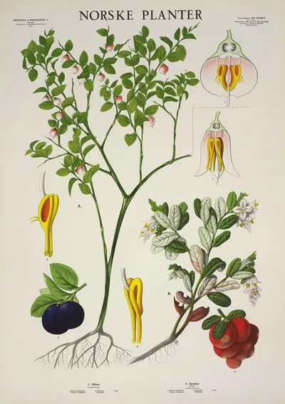Blåbær – Tyttebær by Parmanns Læremiddel-anstalt, 1930 — digital art print download