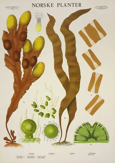Blæretang – Sukkertare – Kiselalge – Micrasterias by Parmanns Læremiddel-anstalt, 1930 — digital art print download