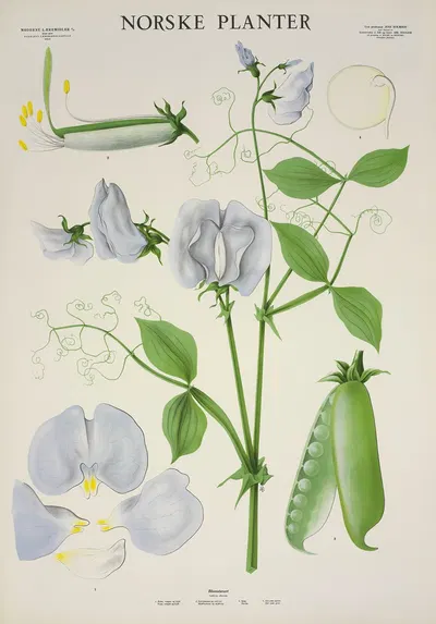 Blomsterert by Parmanns Læremiddel-anstalt, 1930 — digital art print download