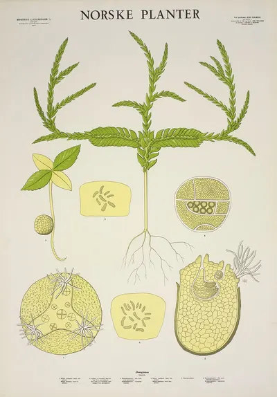 Dvergjamne by Parmanns Læremiddel-anstalt, 1930 — digital art print download