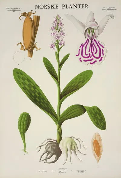 Flekket marihånd by Parmanns Læremiddel-anstalt, 1930 — digital art print download