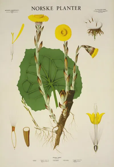 Hestehov, leirfivel by Parmanns Læremiddel-anstalt, 1930 — digital art print download
