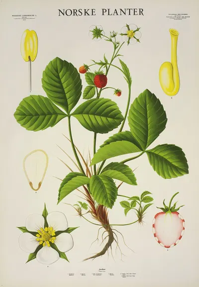 Jordbær by Parmanns Læremiddel-anstalt, 1930 — digital art print download
