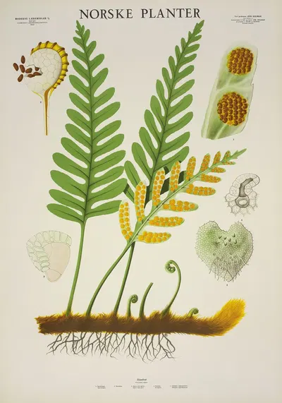 Sisselrot by Parmanns Læremiddel-anstalt, 1930 — digital art print download