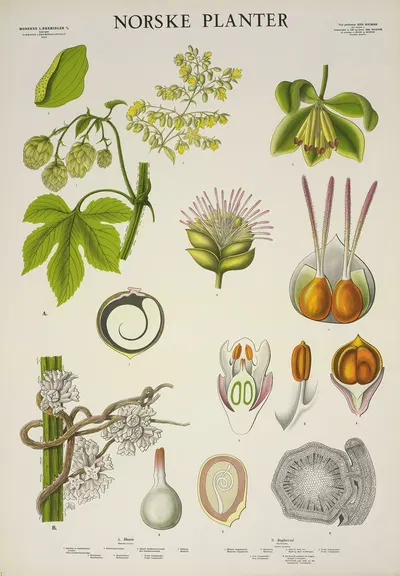 Snyltetråd by Parmanns Læremiddel-anstalt, 1930 — digital art print download