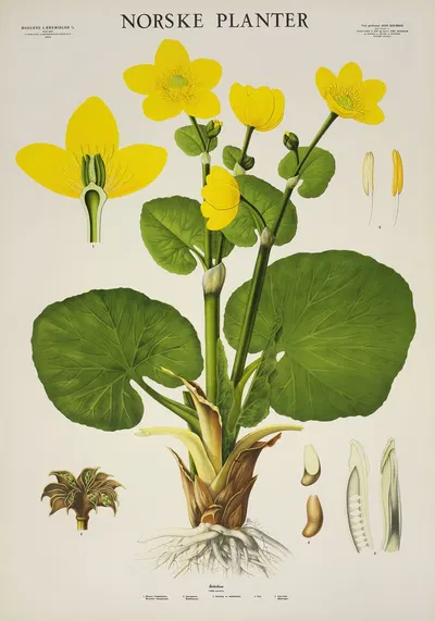 Soleihov by Parmanns Læremiddel-anstalt, 1930 — digital art print download
