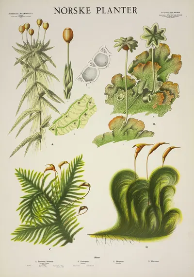Torvmose, hvitmose – Levermose – Skogmose – Dicranum by Parmanns Læremiddel-anstalt, 1930 — digital art print download