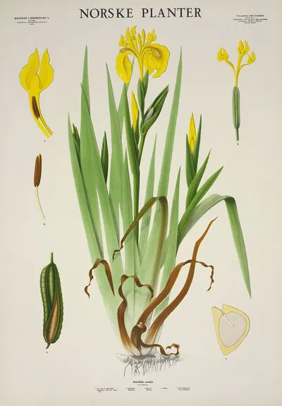 Verdlilje, mækje by Parmanns Læremiddel-anstalt, 1930 — digital art print download