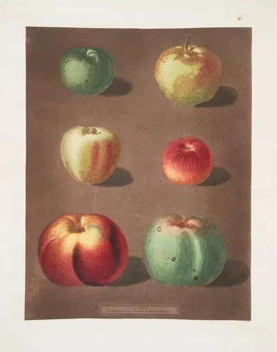 Apples (French crab, Mincham's crab, Cockagee, Red streak, Holland berry and the New Town pippin varities). by George…